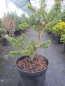 Preview: Pinus banksiana Kimmerholz
